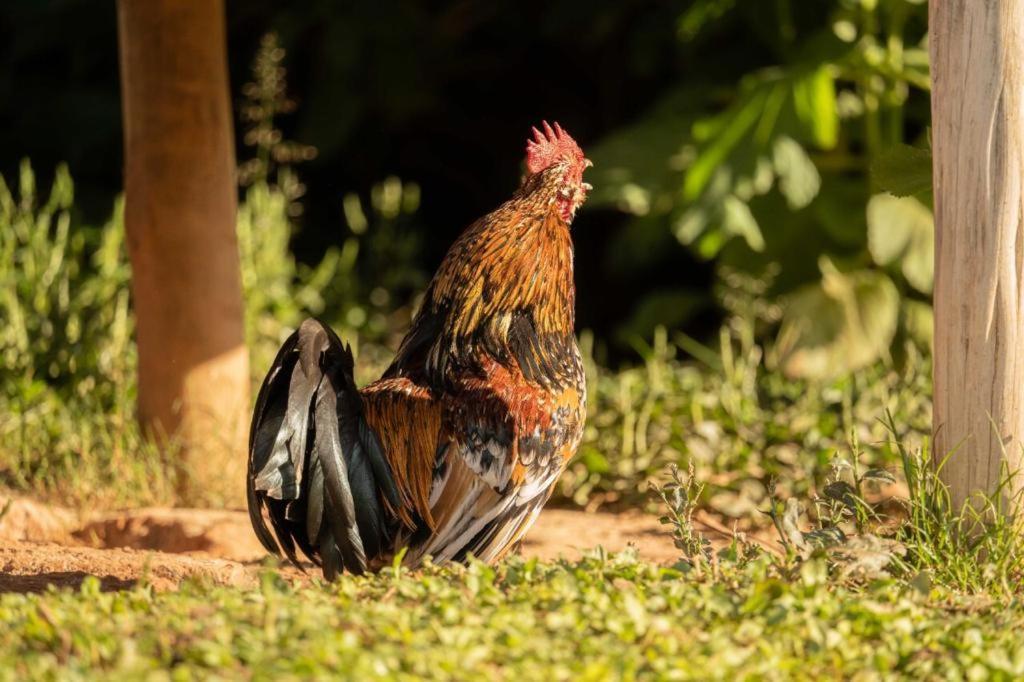 Pousada Campestre Vila Tiradentes Exteriér fotografie